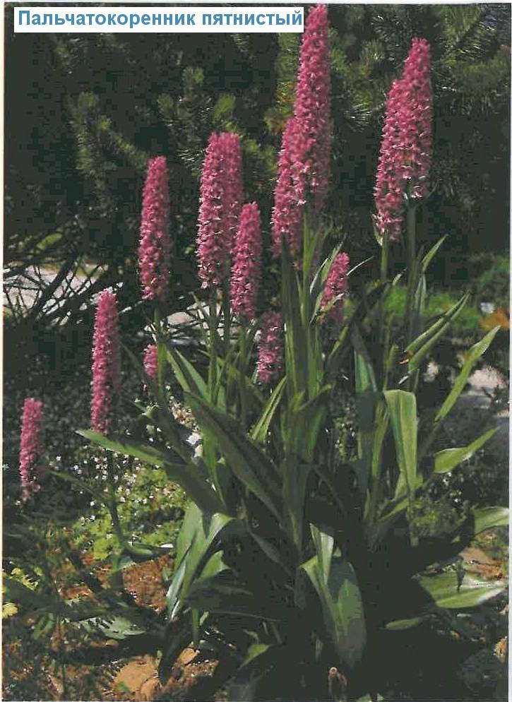   (<i>Dactylorhiza maculata</i>)