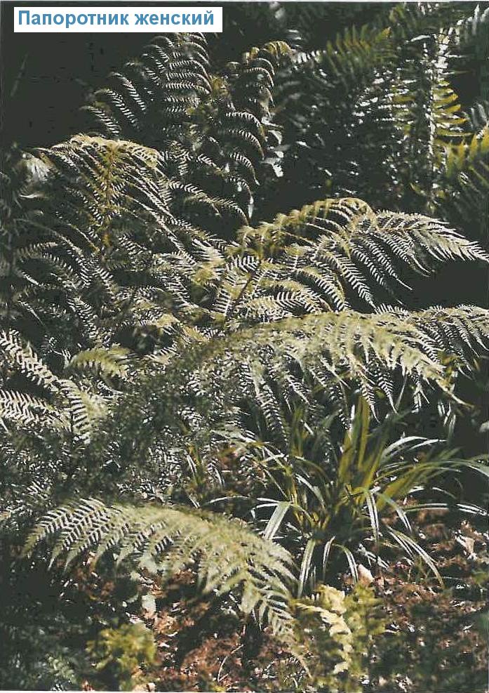   (<i>Athyrium filix-femina</i>)