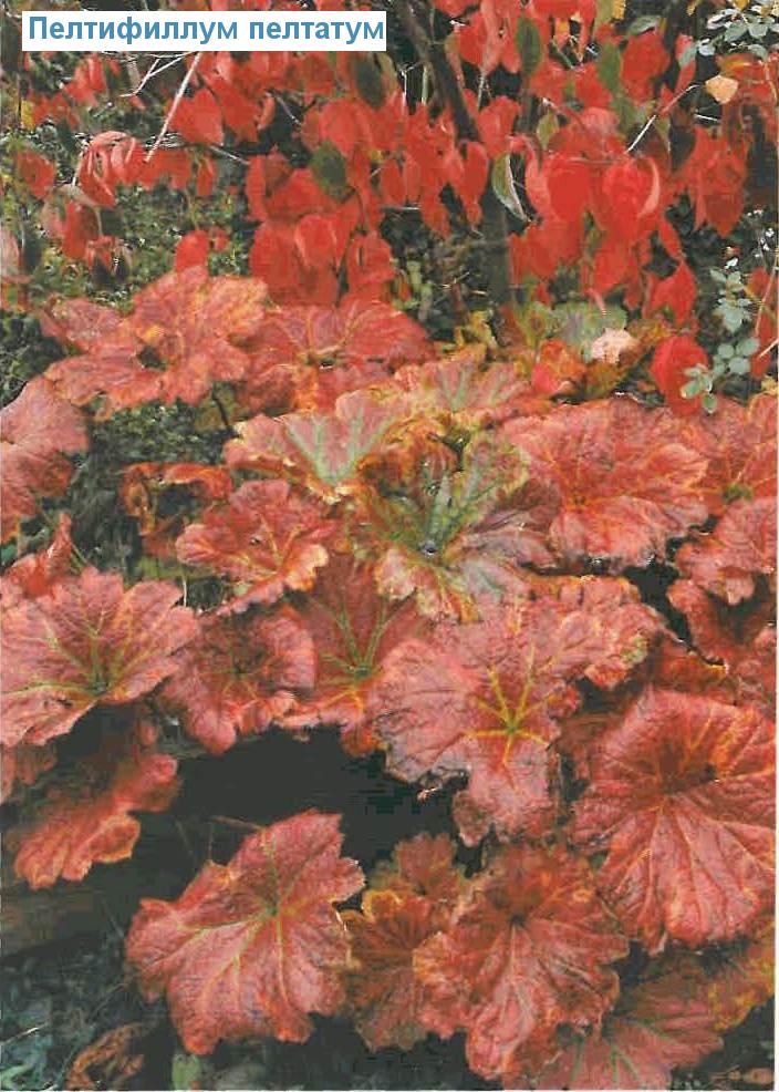   (<i>Darmera peltata</i>)