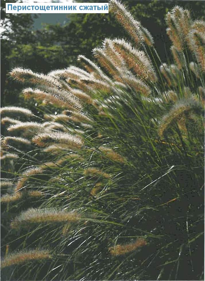   (<i>Pennisetum alopecuroides</i>)