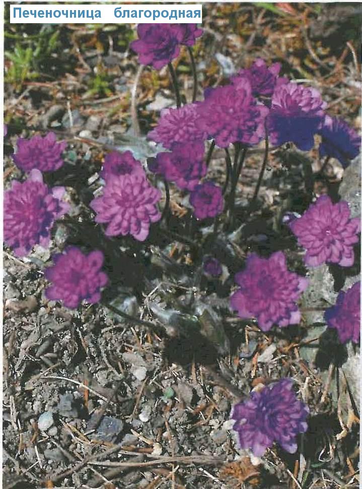     (<i>Hepatica nobilis</i>)