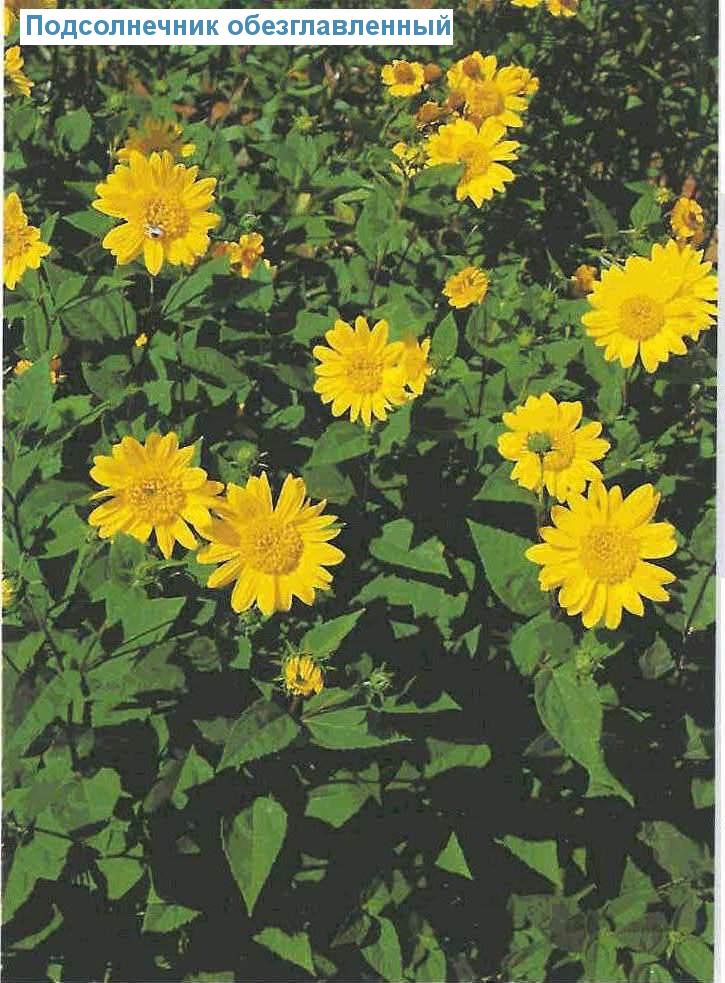   (<i>Helianthus decapetalus</i>)