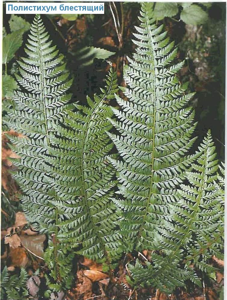   (<i>Polystichum aculeatum</i>)