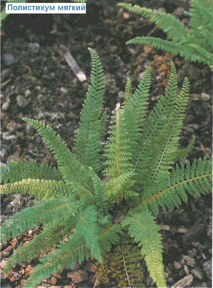   (<i>Polystichum setiferum</i>)