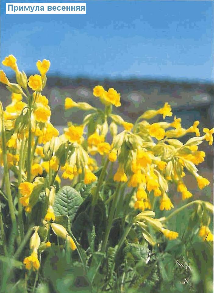   (<i>Primula veris</i>)