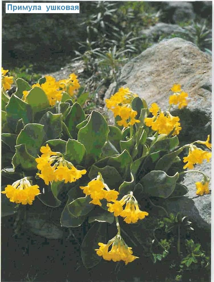    (<i>Primula auricula</i>)