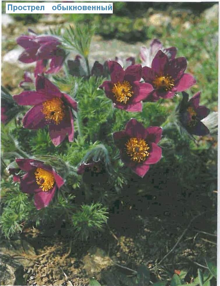    (<i>Pulsatilla vulgaris</i>)