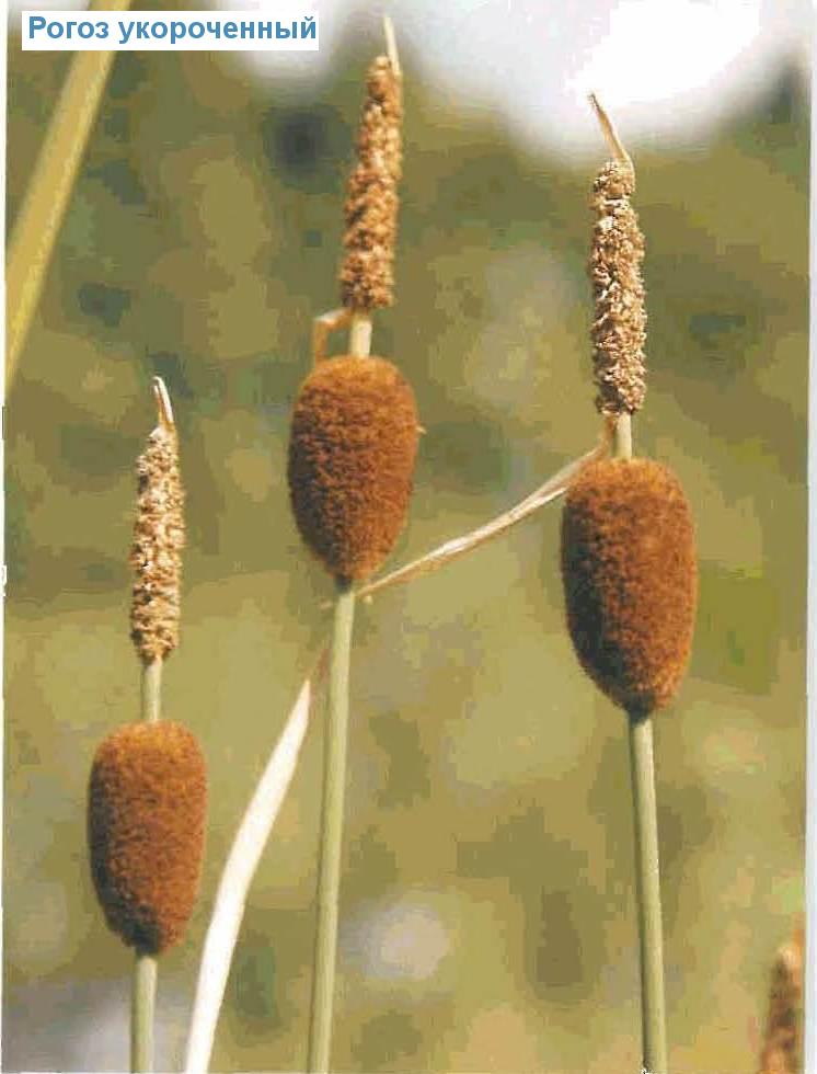   (<i>Typha minima</i>)