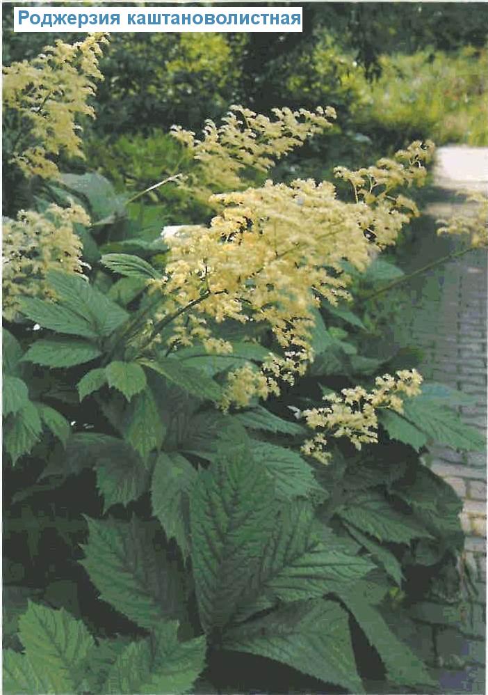   (<i>Rodgersia aesculifolia</i>)