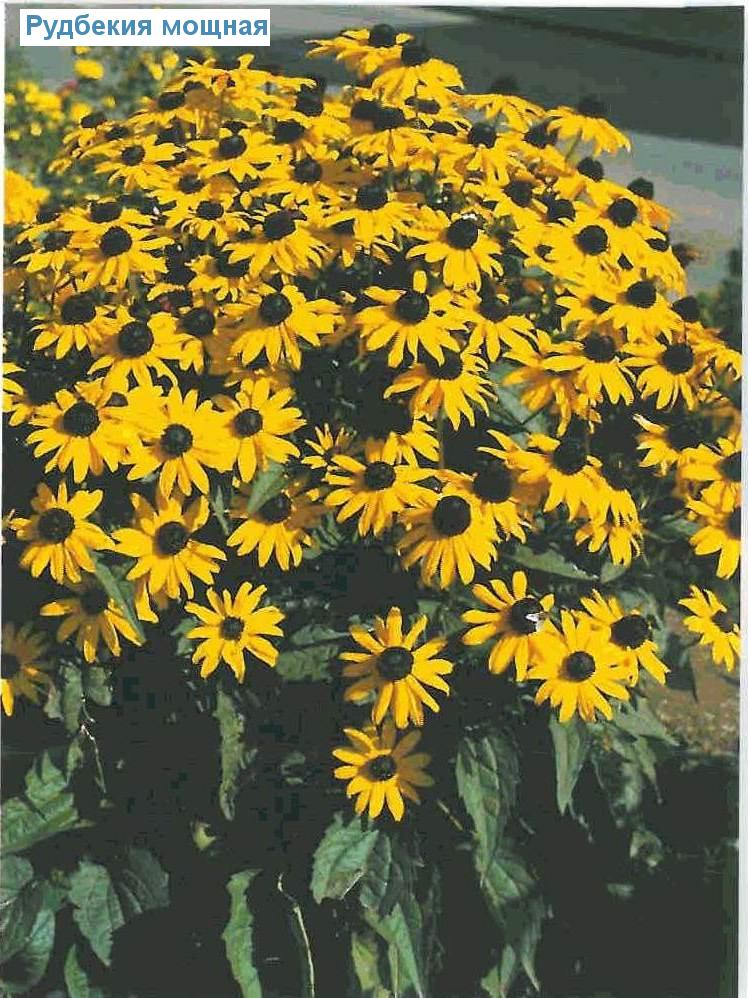   (<i>Rudbeckia fulgida</i>)