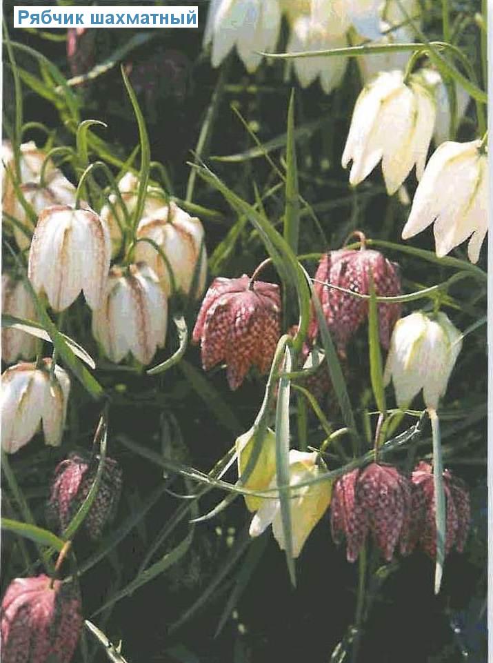   (<i>Fritillaria meleagris</i>)