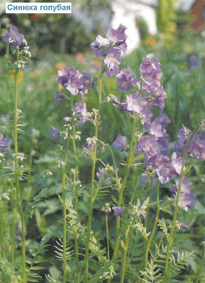   (<i>Polemonium caeruleum</i>)