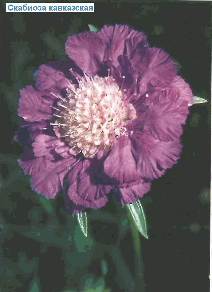   (<i>Scabiosa caucasica</i>)