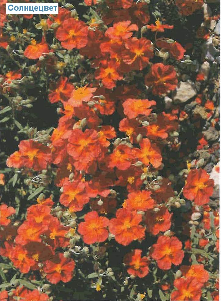  (<i>Helianthemum-Sorten</i>)