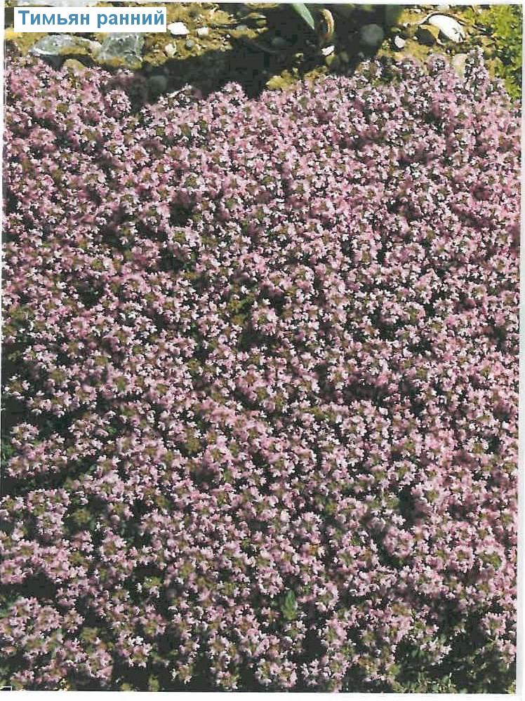   (<i>Thymus praecox</i>)