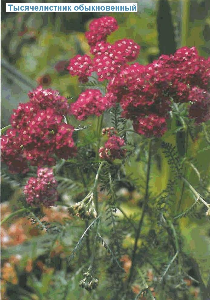   (<i>Achillea tomentosa</i>)