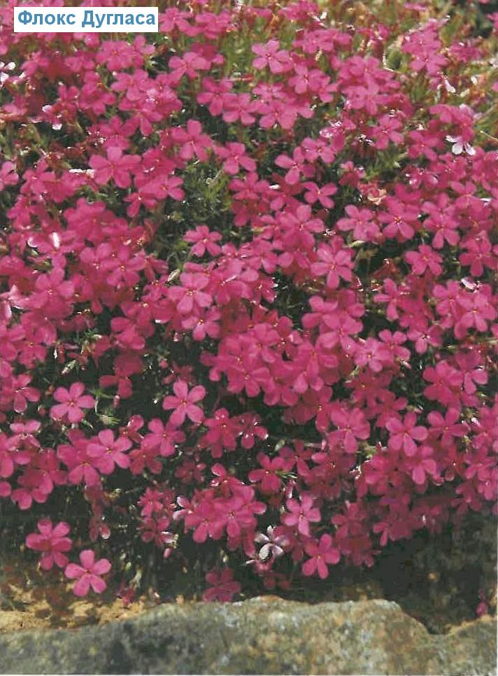   (<i>Phlox douglasii</i>)