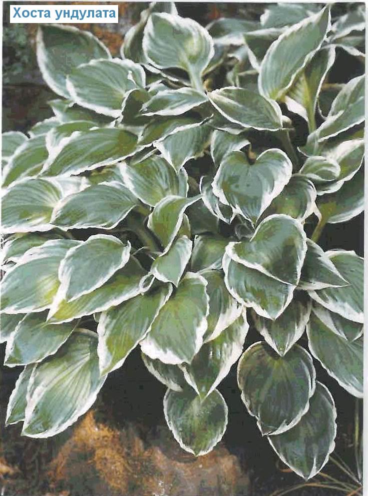   (<i>Hosta undulata</i>)