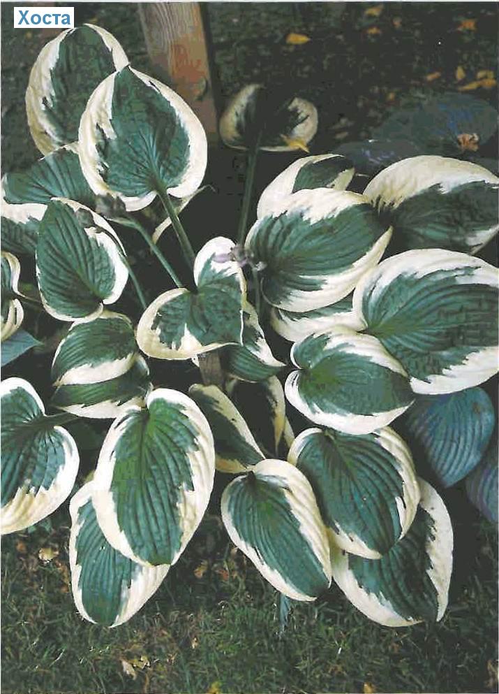  (<i>Hosta-Sorten</i>)