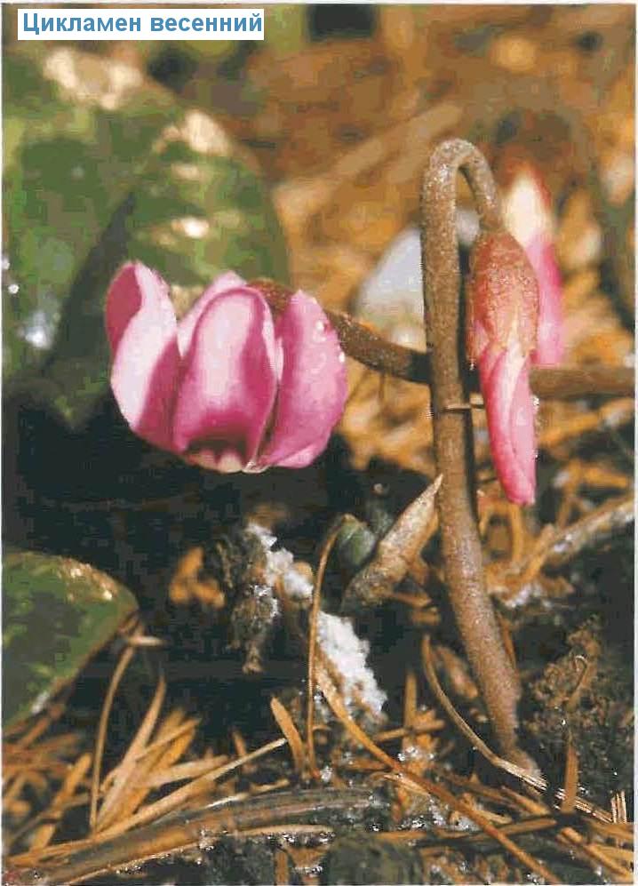   (<i>Cyclamen coum</i>)