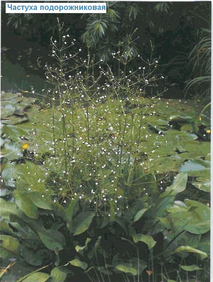   (<i>Alisma plantago-aquatica</i>)