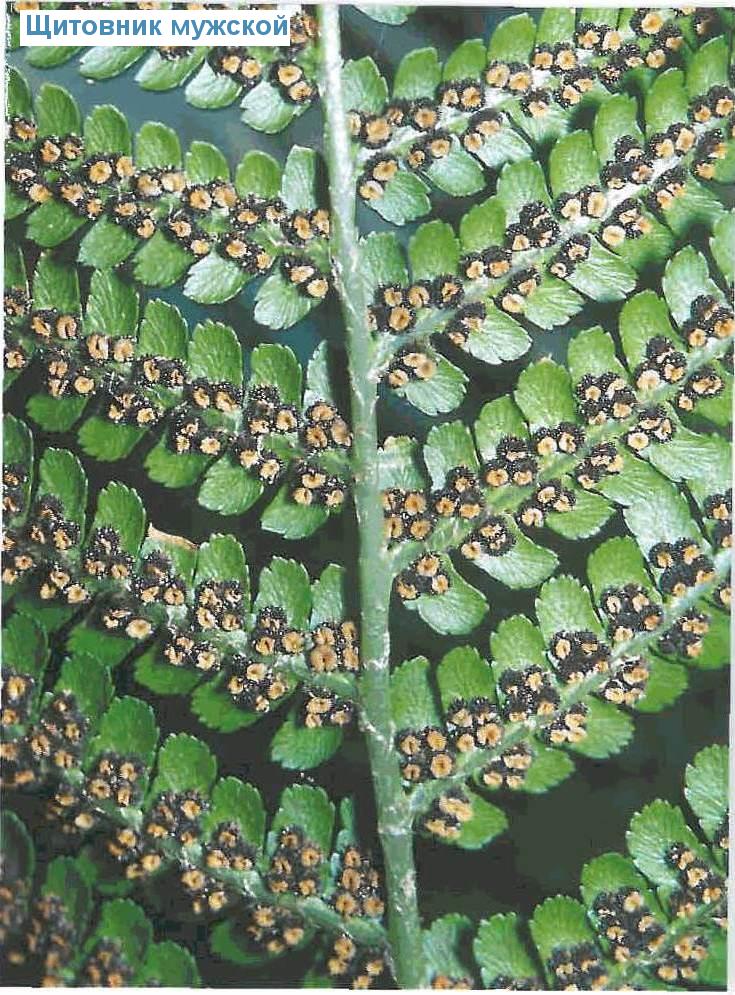   (<i>Dryopteris filix-mas</i>)