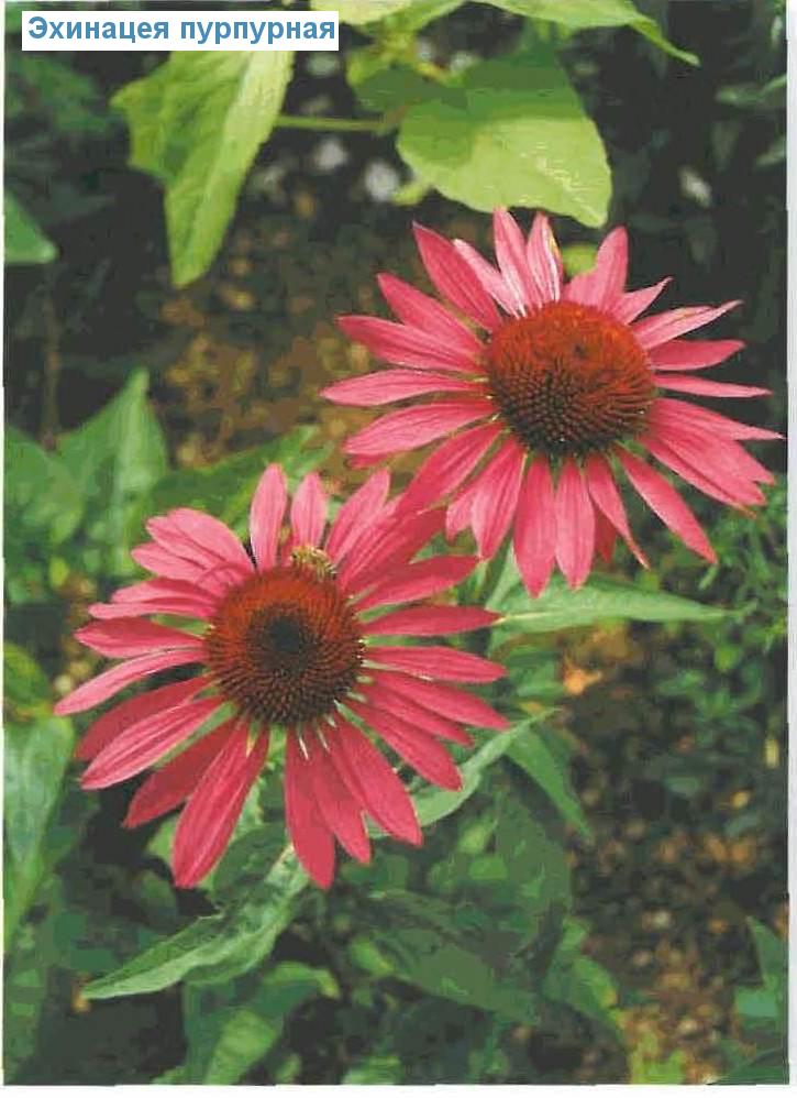   (<i>Echinacea purpurea</i>)