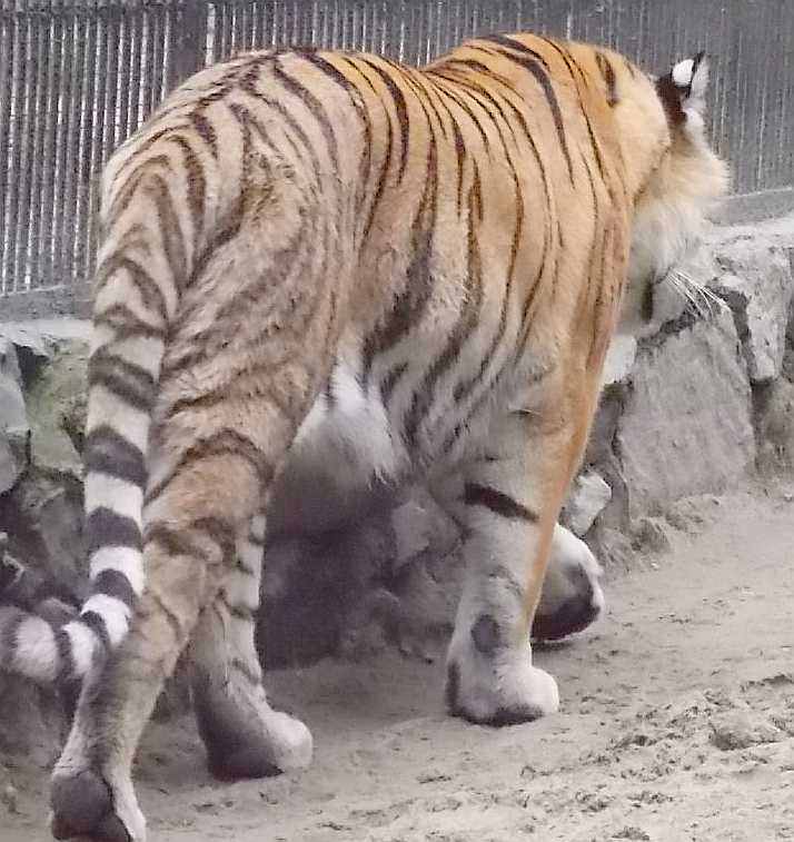   - Panthera tigris altaica  ( 10000) 