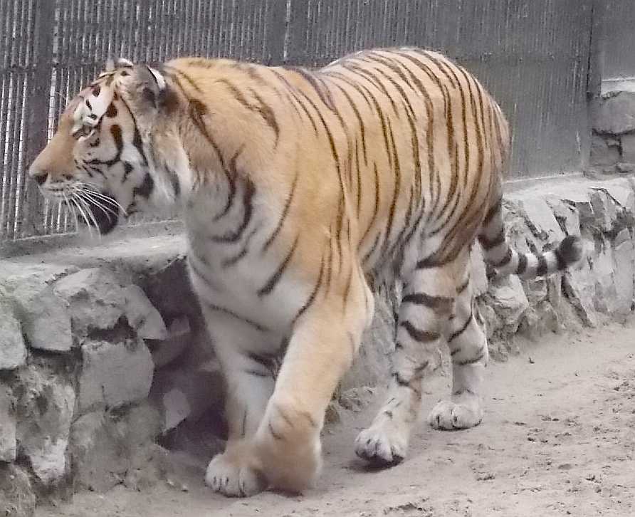   - Panthera tigris altaica  ( 10001) 