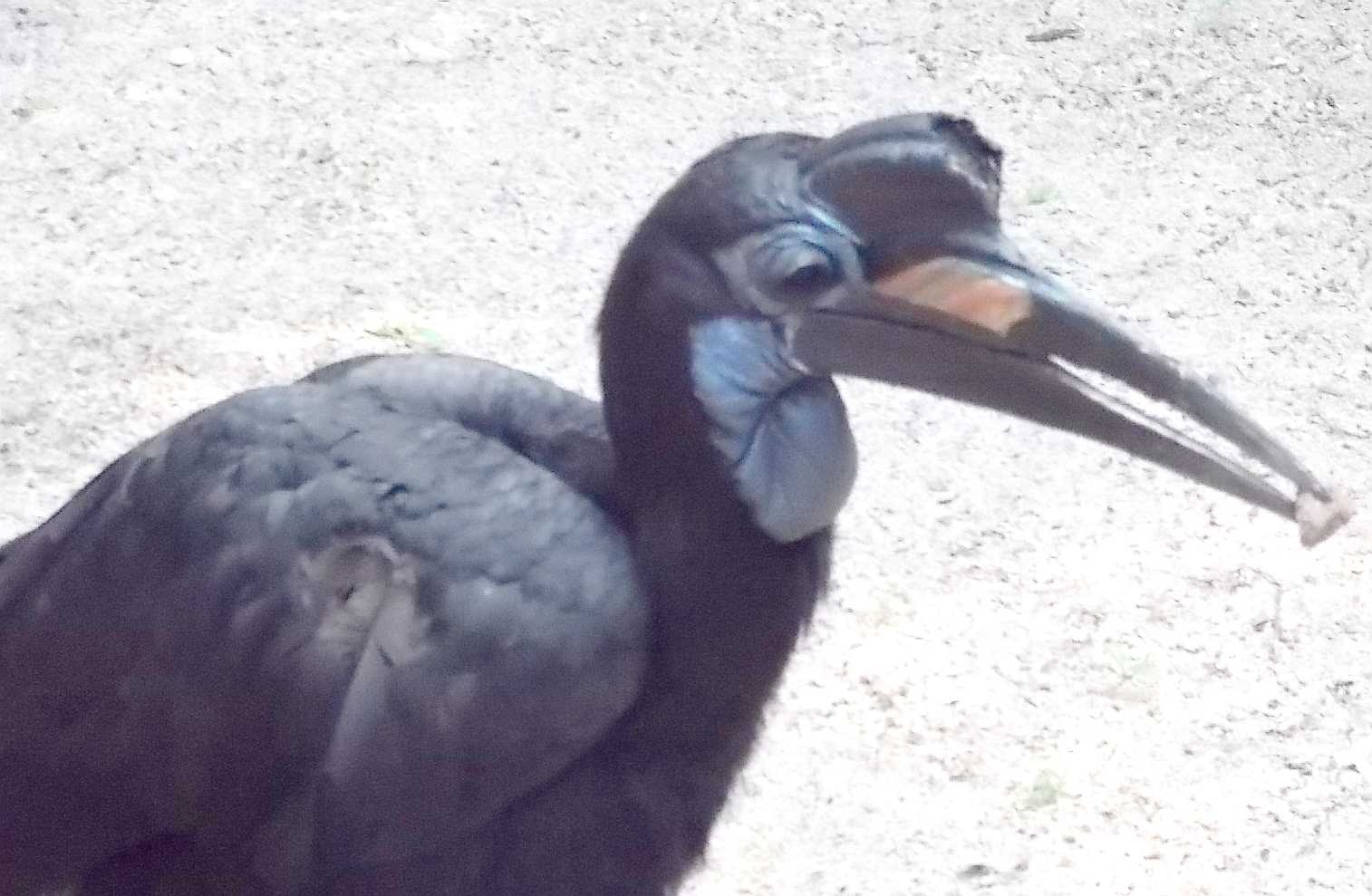   - Bucorvus abyssinicus  ( 10063) 