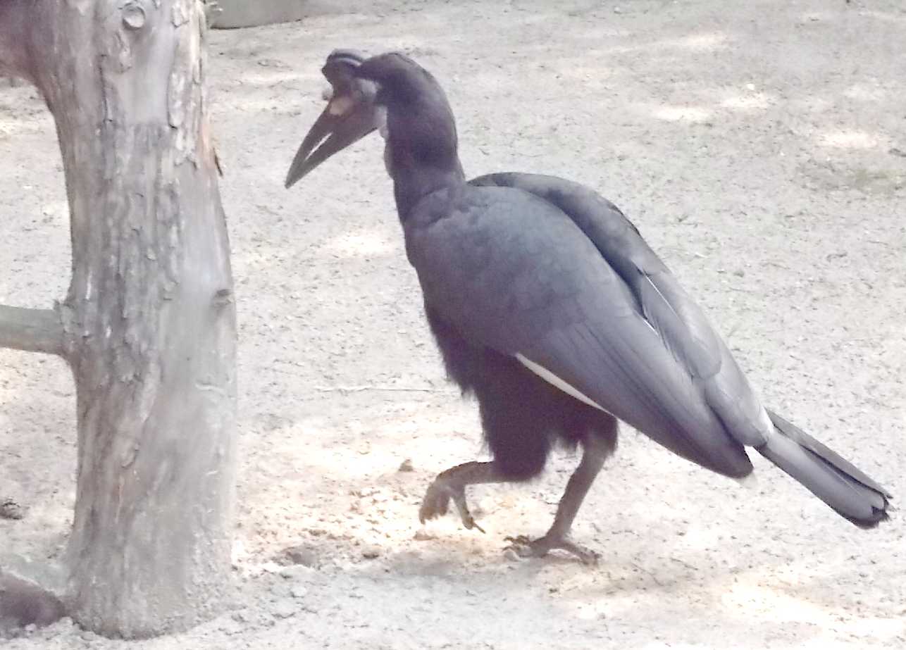    - Bucorvus abyssinicus  ( 10064) 