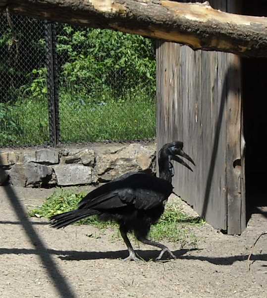    - Bucorvus abyssinicus  ( 1054) 