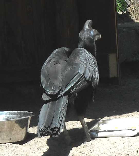    - Bucorvus abyssinicus  ( 1055) 