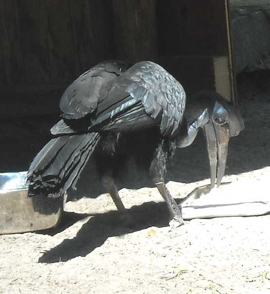    - Bucorvus abyssinicus  ( 1056) 