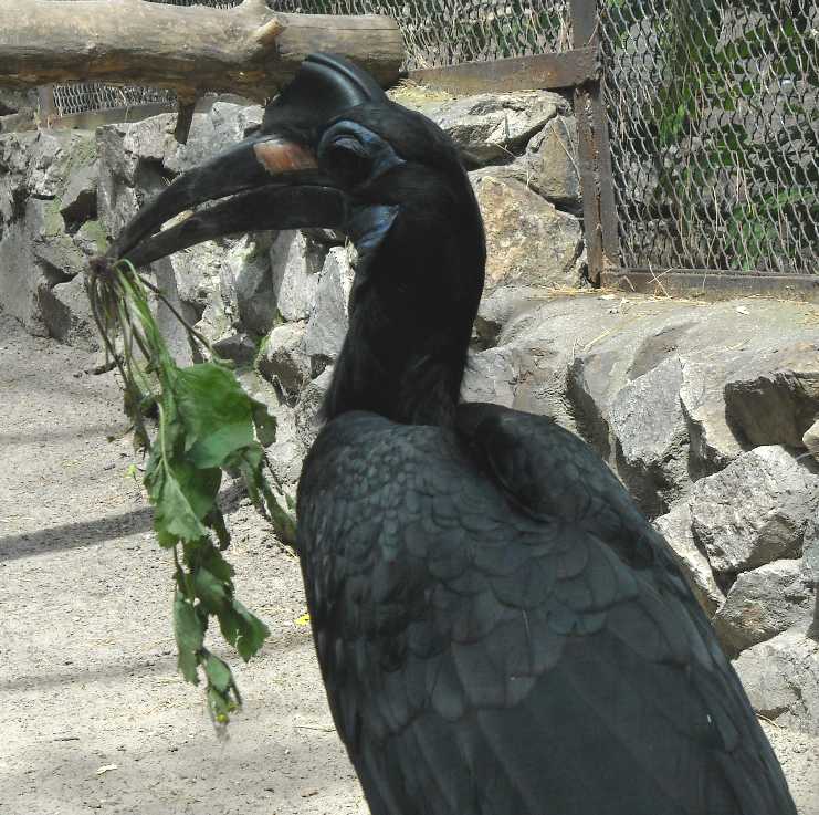    - Bucorvus abyssinicus  ( 1119) 