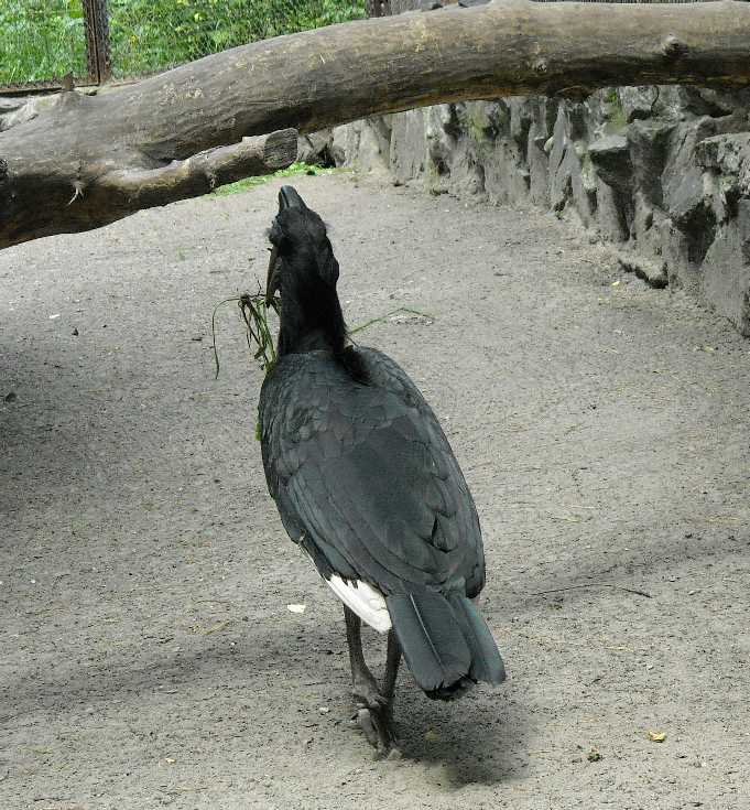    - Bucorvus abyssinicus  ( 1121) 