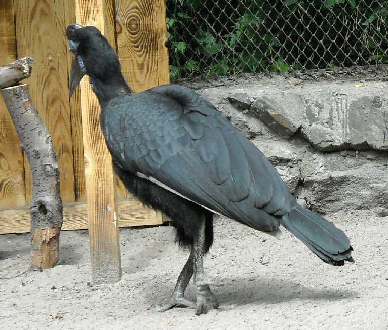    - Bucorvus abyssinicus  ( 1123) 