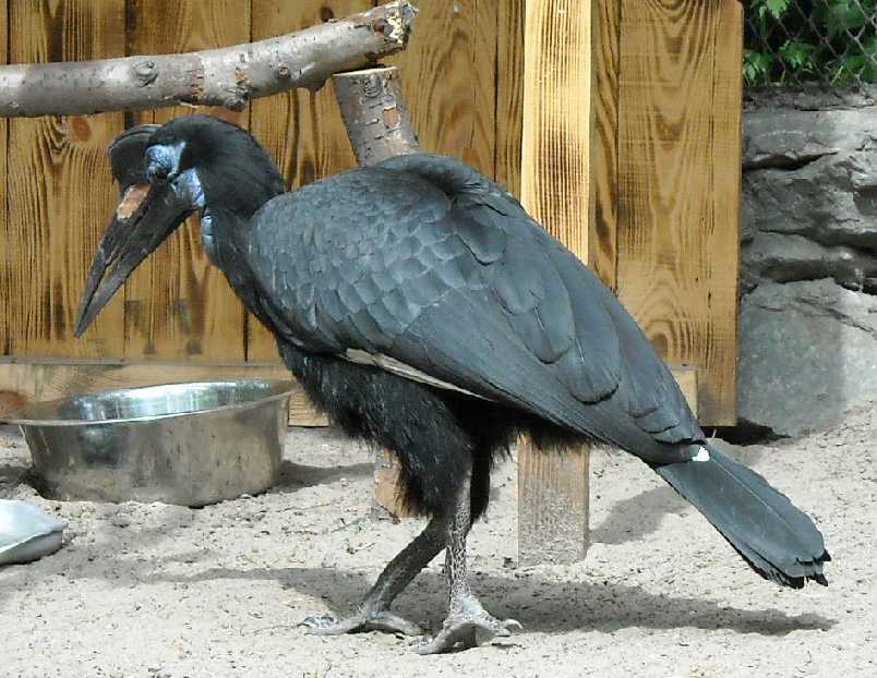    - Bucorvus abyssinicus  ( 1124) 