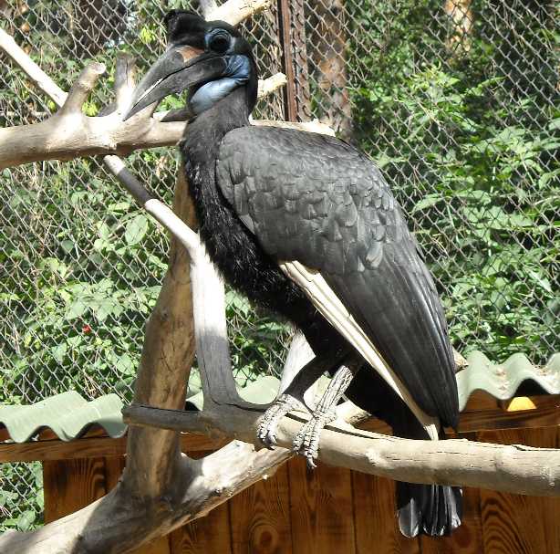    - Bucorvus abyssinicus  ( 1740) 