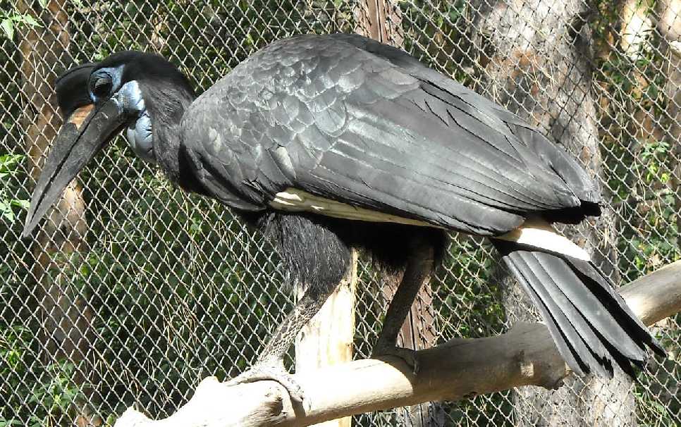   - Bucorvus abyssinicus  ( 1741) 