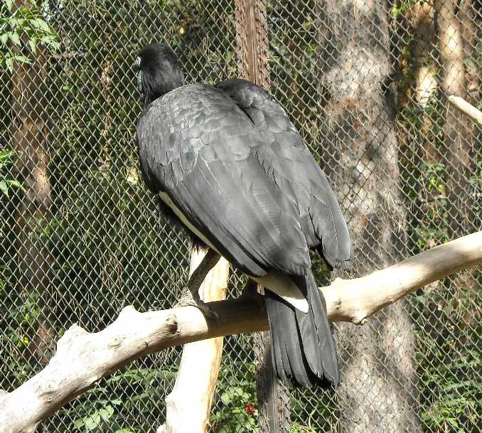    - Bucorvus abyssinicus  ( 1742) 