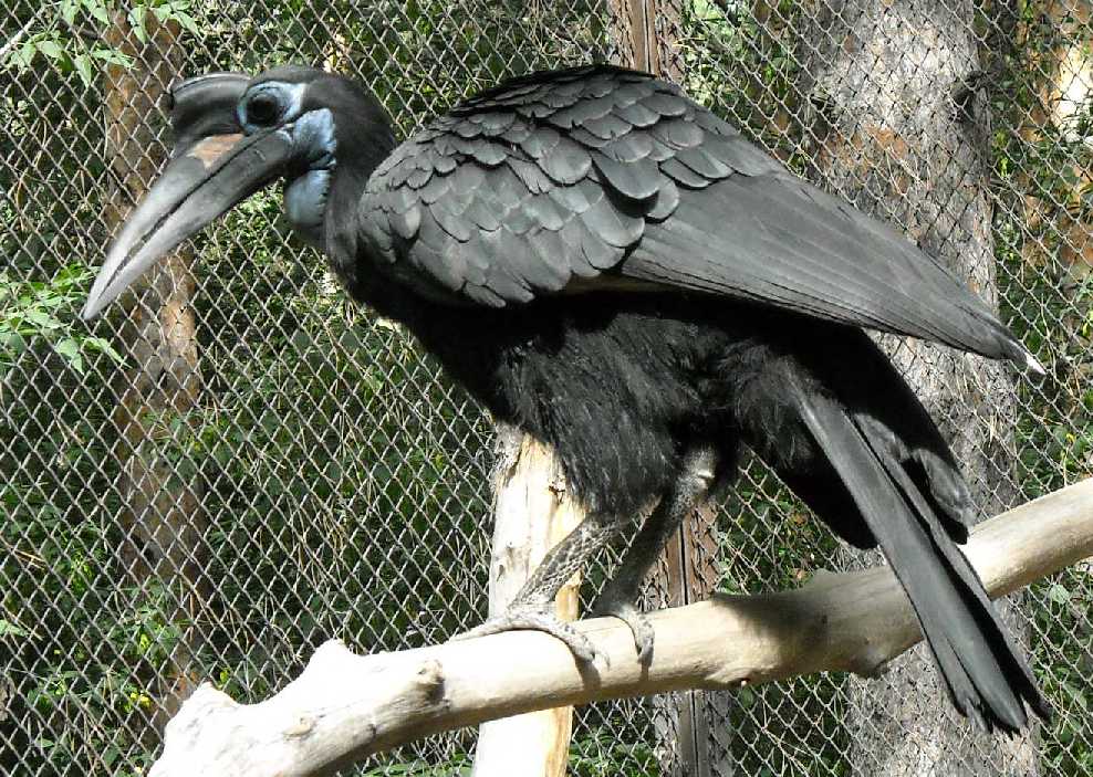    - Bucorvus abyssinicus  ( 1743) 