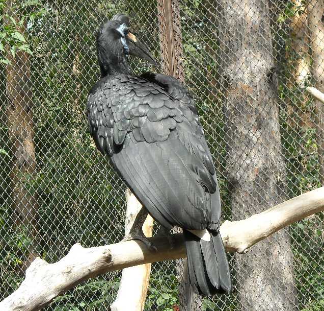    - Bucorvus abyssinicus  ( 1744) 