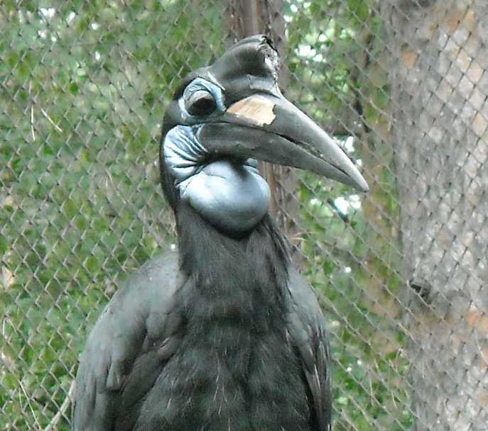    - Bucorvus abyssinicus  ( 1747) 