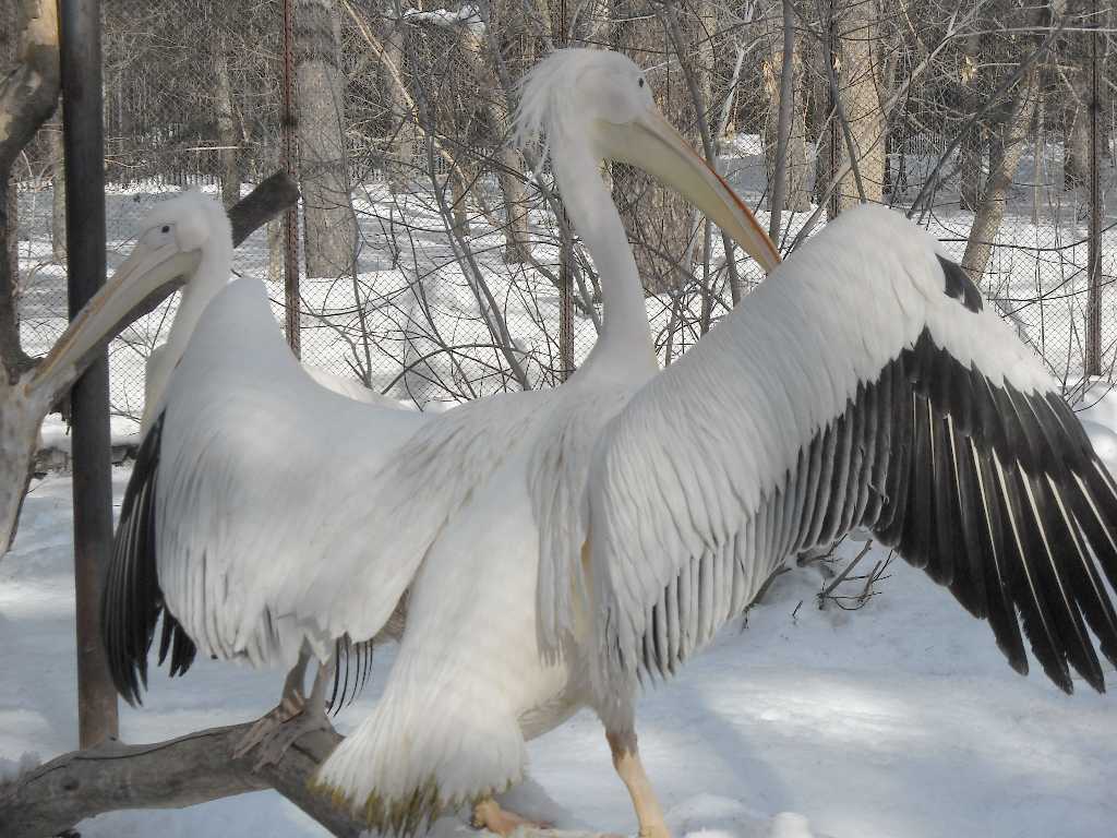   - Pelecanus crispus  ( 3260) 