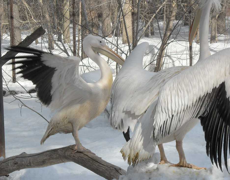   - Pelecanus crispus  ( 3262) 