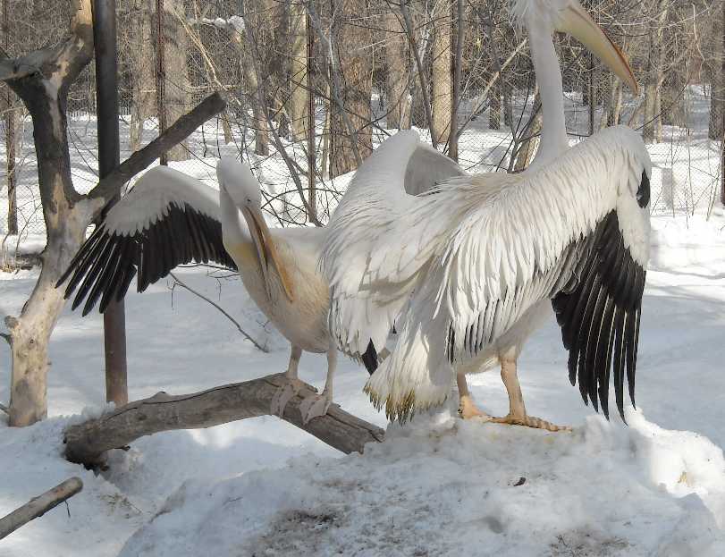   - Pelecanus crispus  ( 3263) 