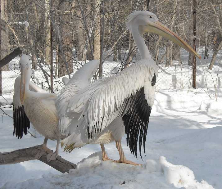   - Pelecanus crispus  ( 3264) 
