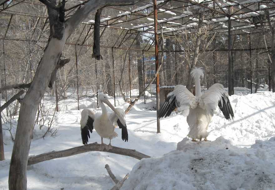  - Pelecanus crispus  ( 3266) 