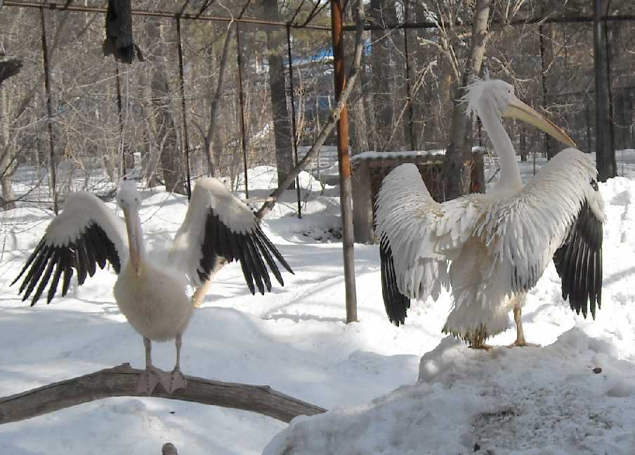   - Pelecanus crispus  ( 3267) 